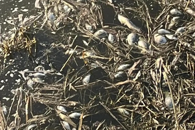 Массовый замор рыбы на озере Калач