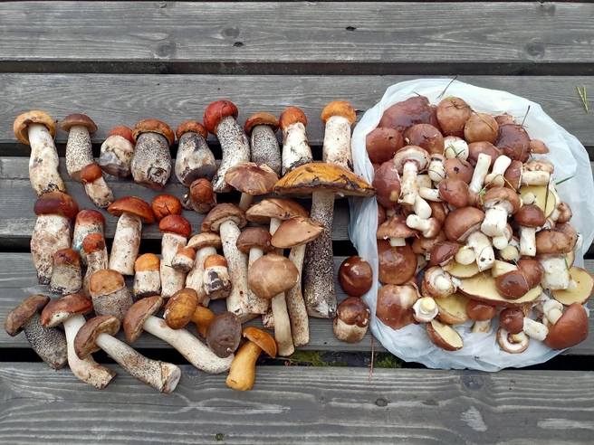 Источник: Светлана Звонарева