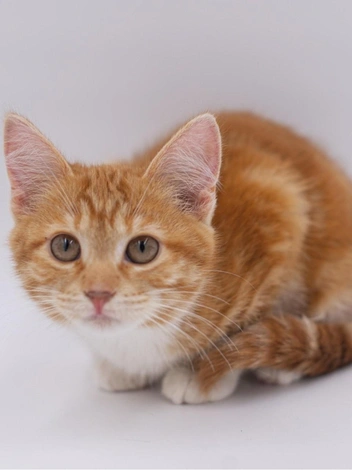 Котенок (кошка) Файоль | Источник: Потеряшки | Помощь животным Тюмени / vk.com