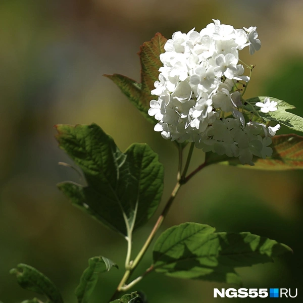 Представьте, какой аромат! | Источник: Евгений Софийчук / NGS55.RU