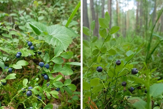 Черника очень полезна для здоровья  | Источник: «Грибы. Грибники Омска и Омской области» / vk.com