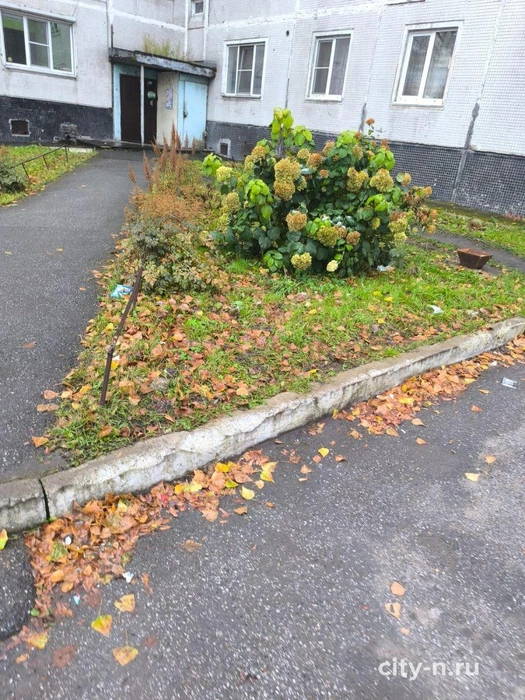 Жители Павловского, 15 требуют действий от ТСЖ | Источник: www.city-n.ru