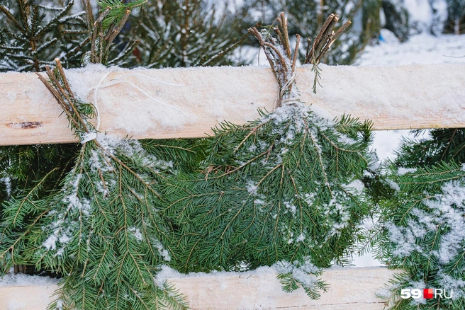 Лапник по 500 рублей | Источник: Тимофей Калмаков / 59.RU