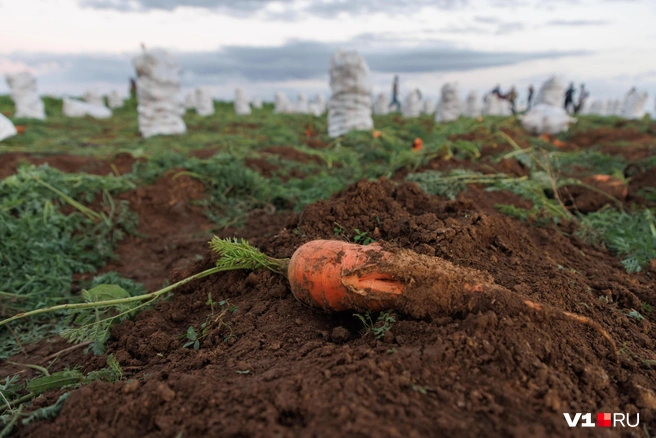 Если вы собрались выкапывать морковь в августе, отставьте лопаты в сторону | Источник: Алексей Волхонский / V1.RU
