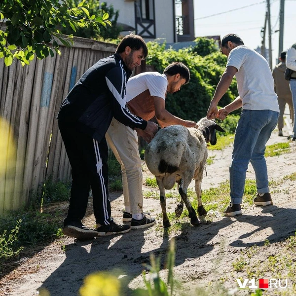 Кто-то просто уводил барана в неизвестном направлении | Источник: Алексей Волхонский / V1.RU