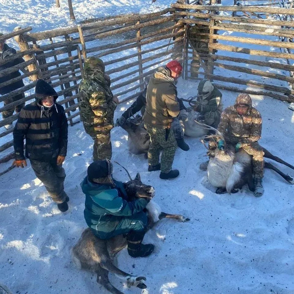 Источник: Минсельхоз по РС (Я)