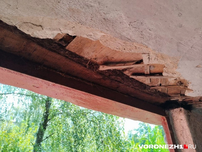 Источник: Дмитрий Волгин / Voronezh1.ru