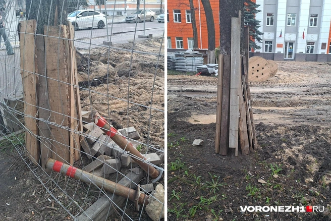 Стволы деревьев прикрыты деревянными щитами, но работы ведутся вплотную к ним. Рядом — следы от колес тяжелой техники, мусор и остатки плитки | Источник: Алёна Воропаева / Voronezh1.ru
