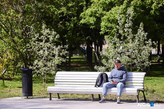 Лепестки у цветков быстро осыпаются, поэтому не стоит их срывать, лучше наслаждаться красотой природы, сидя на лавочке | Источник: Александр Ощепков / NGS.RU