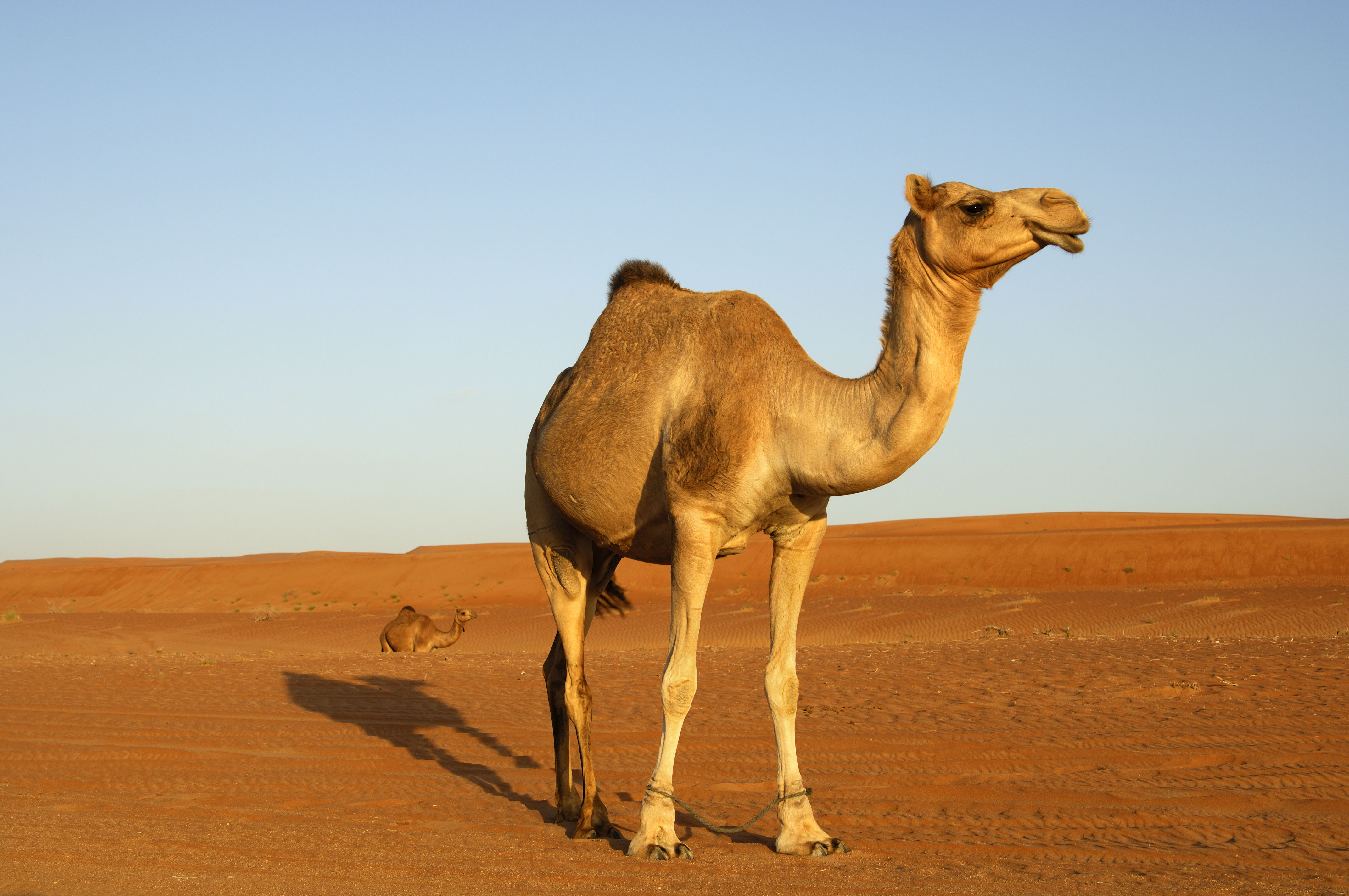 Одногорбый верблюд как называется. Самый дорогой верблюд в мире. Пятнистый верблюд одногорбый древний.