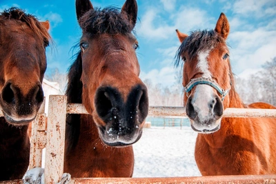 В Омске показали коней-полицейских: Алешка, Цезарь и другие
