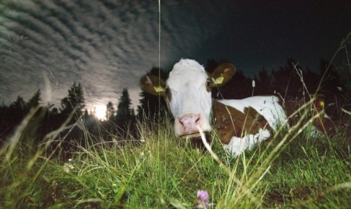 Специалист умётской ветслужбы дал рекомендации, как справиться с горечью молока у дойной коровы
