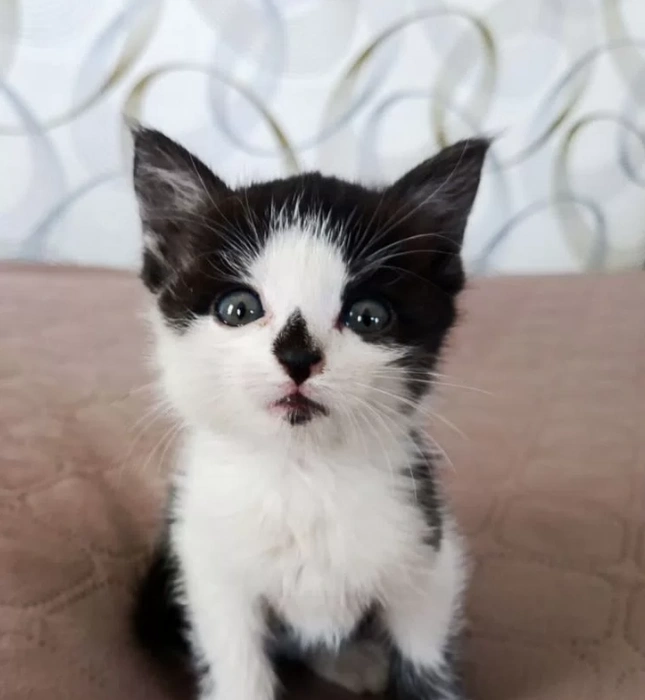 Источник: сервис для подачи объявлений