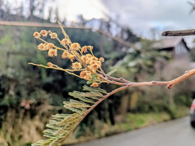 Мимоза отцвела раньше срока