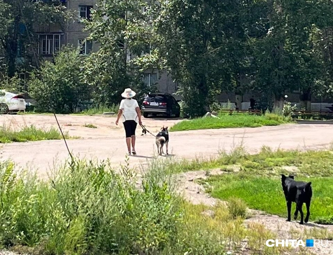 Хозяйка Пети | Источник: Александр Хамраев / СHITA.RU