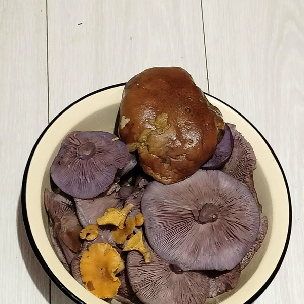 Рядовки из Щелковского района | Источник: Антонина Нестерова / Грибы в Подмосковье 2025 / Vk.com