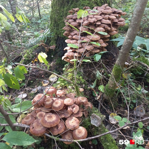 Сколько опят! Повезло Елене | Источник: Лена, читатель 59.RU