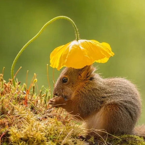 Источник: Geert Weggen / Smithsonian Magazine Photo Contest 2015