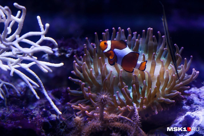 Рыба-клоун оцеллярис (Amphiprion ocellaris) в окружении морских анемонов | Источник: Артем Устюжанин / MSK1.RU
