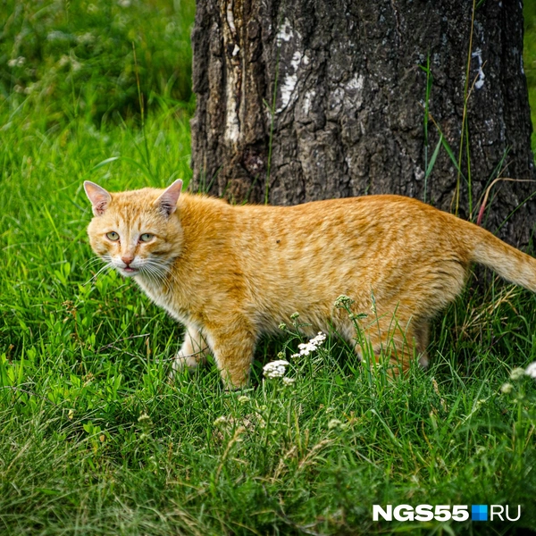 Коты вальяжно обходят свои владения | Источник: Тамара Башаева / NGS55.RU