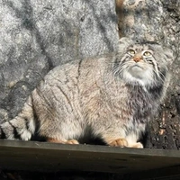 С француженкой не получилось, в России только родня. Почему манулу Тимофею не могут найти пару