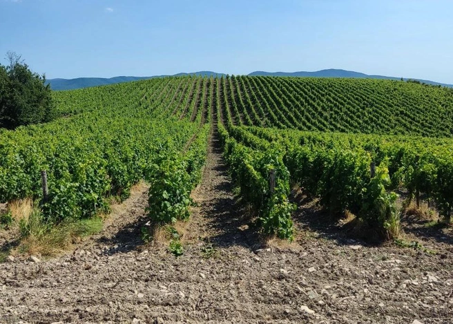 Отличная альтернатива морю | Источник: Gai-Kodzor Winery / T.me