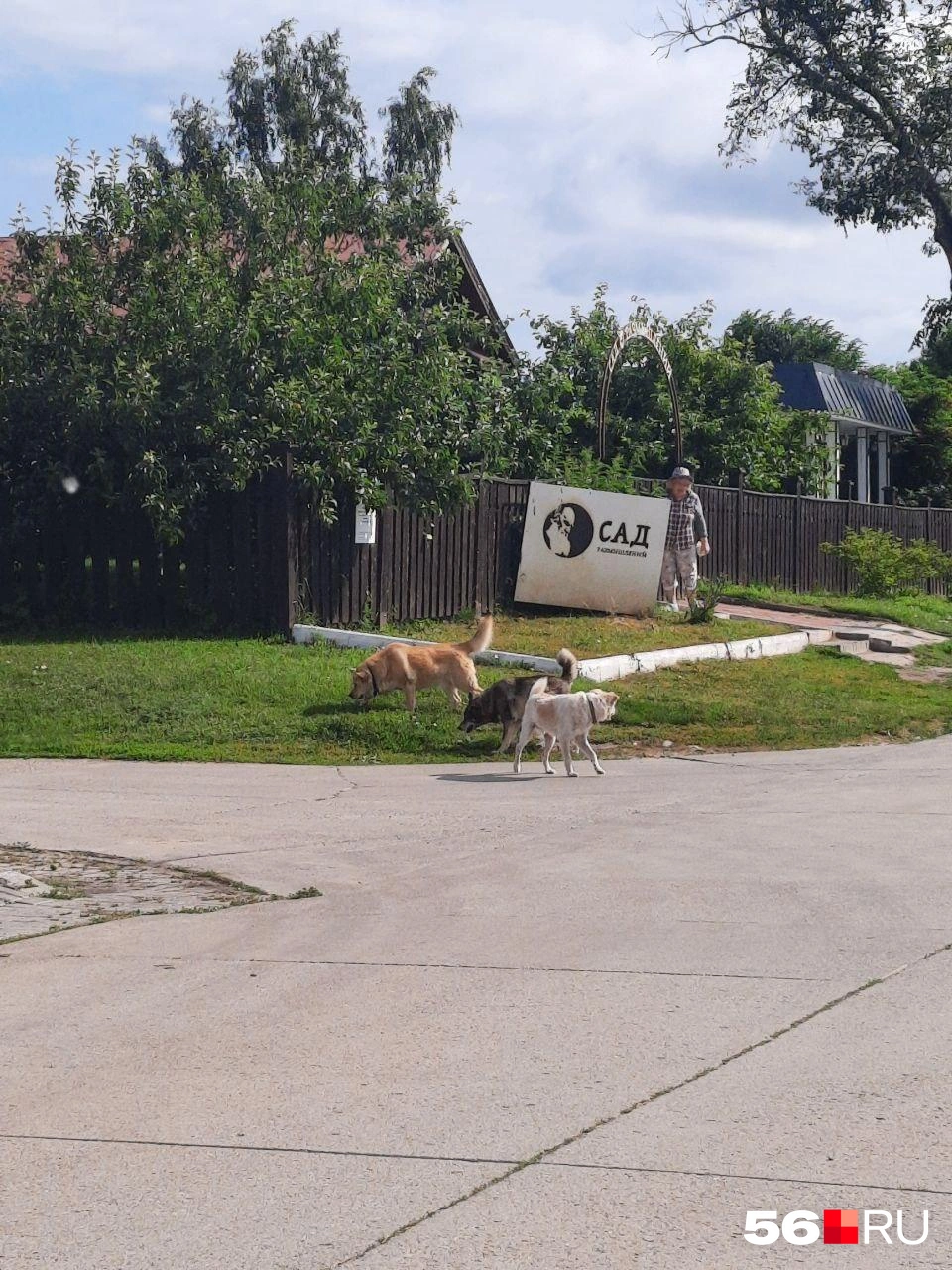 Собаки оказались добродушными | Источник: Анастасия Баринова / 56.RU