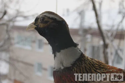 В Приамурье оленей стало больше, фазанов — меньше