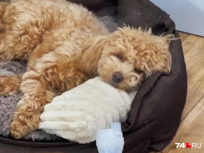 Той-пудель Филимон переболел парагриппом. Сейчас у него все хорошо, но ситуация была напряженная | Источник: читатель 74.RU