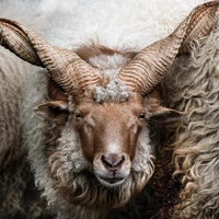 Рогатый рацка и рыжая лиска: лучшие фото финалистов конкурса Fine Art Photography Awards 2026 в номинации «Животные» (часть 2)