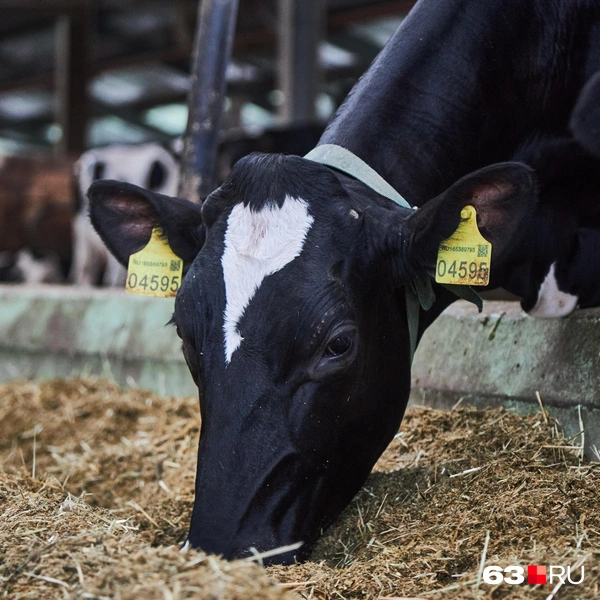 Источник: Роман Данилкин / 63.RU