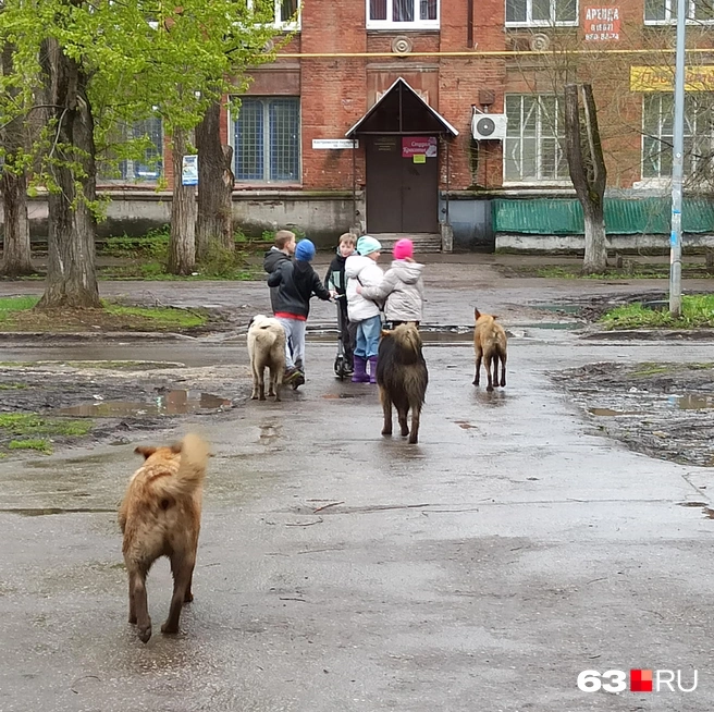 Цветы жизни и друзья человека | Источник: Евгений Зиновьев / 63.RU