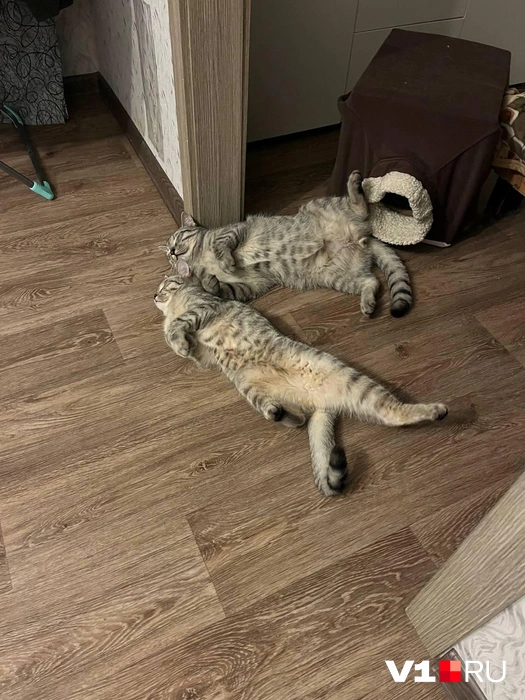 Два дружка-пирожка | Источник: читатели V1.RU