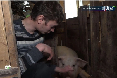 В Саратове свиней выращивают в многоэтажке