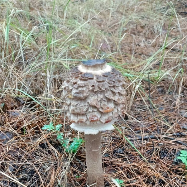 Источник: читатели V1.RU