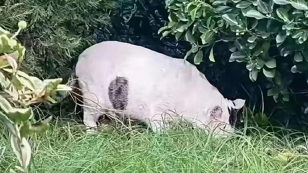 Оптическая иллюзия: что за животное на фото