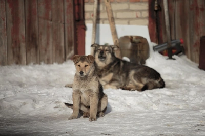 Смена руководства приюта «Островок надежды» после гибели животных