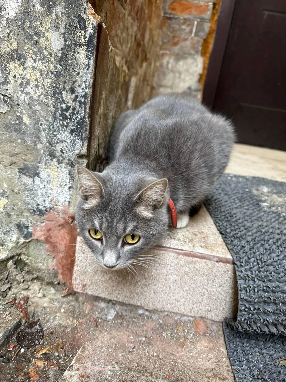 Оззи назвали в честь фронтмена группы Black Sabbath Оззи Осборна | Источник: Денис Моисеев