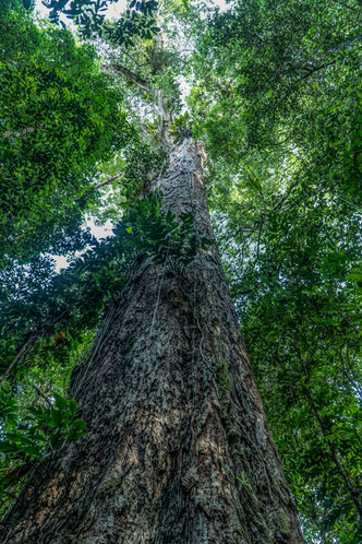 Красный ангел джунглей: посмотрите, как выглядит крупнейшее дерево Амазонии высотой 88 метров