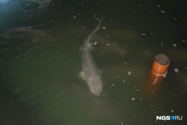 Осетры на ферме пока используются только для производства икры, из которой выводят молодняк | Источник: Стас Соколов/NGS.RU