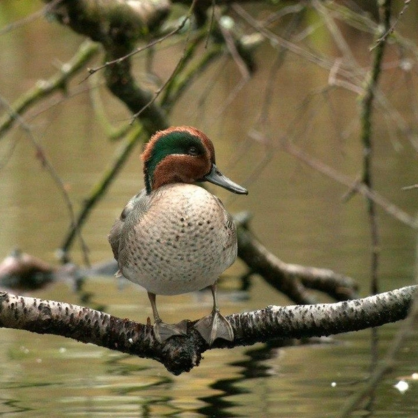 Источник: Павел Глазков / «Каждой твари по паре»