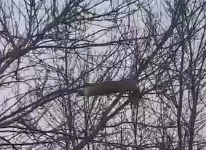 После атаки на Энгельс местная жительница сняла на видео висящий на дереве снаряд | ya62.ru