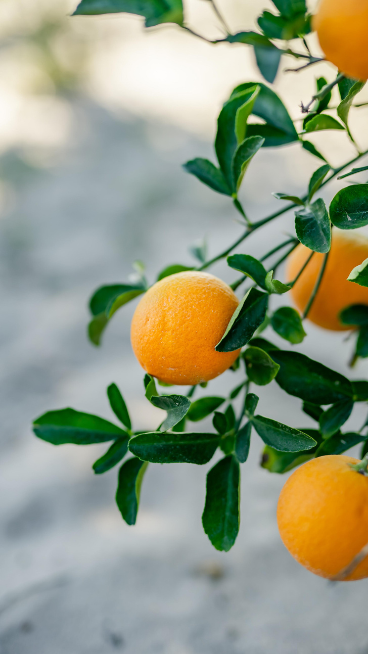 Как выбрать искусственное апельсиновое дерево? | Treez Collection