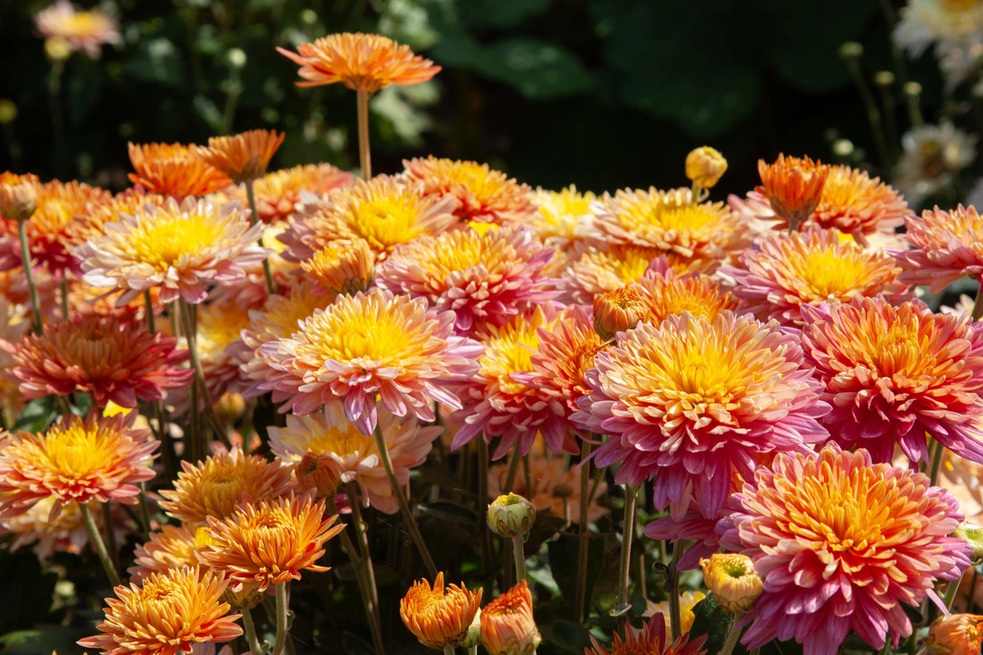 Как выращивать хризантемы | Источник: Маргарита Харькова/legion media