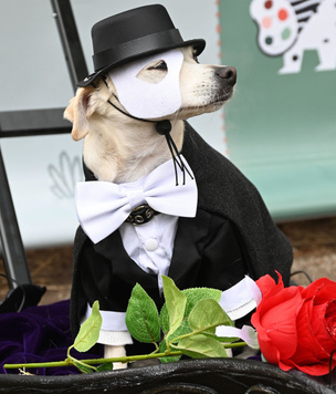 Лучшие фотографии с Halloween Dog Parade в Нью-Йорке