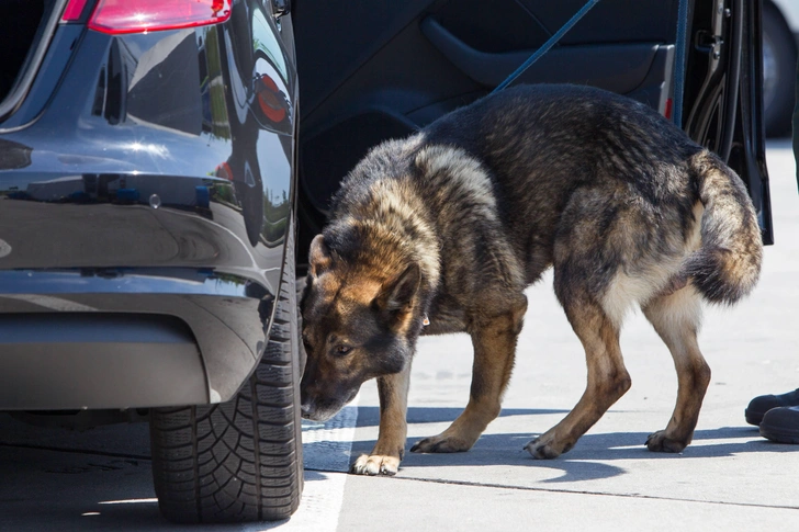 На помощь в поиске контрабанды приходят служебные собаки | Источник: Daniel Wagner via Legion Media