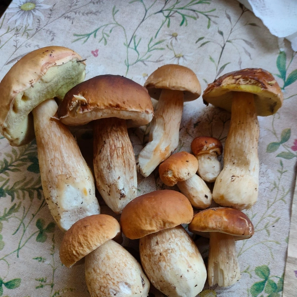 Источник: Елена Мамонова / Грибы в Подмосковье 2025 / VK.com