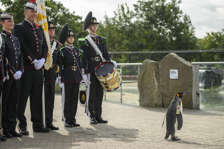 Пингвину из Зоопарка Эдинбурга присвоили звание генерал-майора