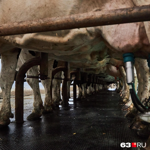 Источник: Роман Данилкин / 63.RU