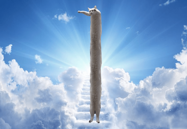 Умер самый длинный мемокот Интернета Longcat. Каким мы его запомнили в мемах, гифках и видео